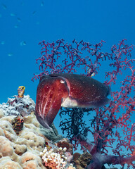 Octopus on the Coral Reef © Fahmi