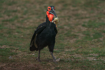 Southern ground hornbill © svobodacontributor