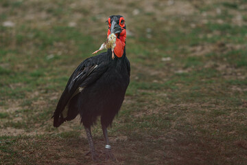 Southern ground hornbill © svobodacontributor
