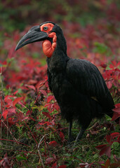 Southern ground hornbill © svobodacontributor