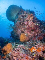 Healthy Underwater Ecosystem: Diverse Coral and Fish in Clear Blue Water © Fahmi