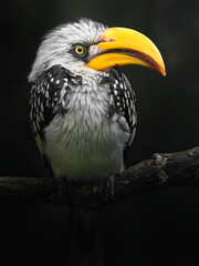 Eastern yellow-billed hornbill © svobodacontributor