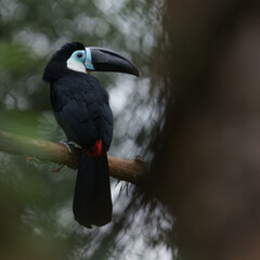 Channel-billed toucan © svobodacontributor