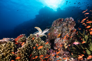 Fototapeta premium scuba diver and coral reef from Komo National Park