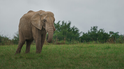 Obraz premium African bush elephant