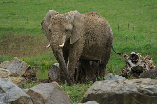 African bush elephant