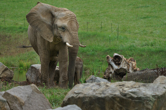 African bush elephant