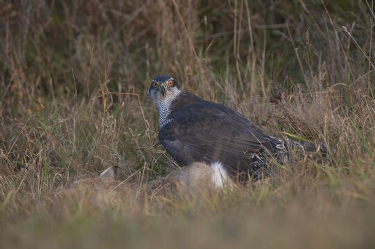 Northern Goshawk (Accipiter gentilis), Eifel near Bitburg, Rhineland-Palatinate, Germany, Europe