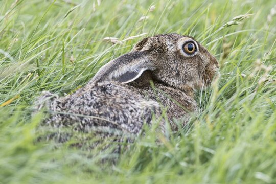 European hare (Lepus europaeus), ducking in the grass, Emsland, Lower Saxony, Germany