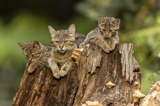 Mother cat and two kittens relaxing on a tree stump in the forest, wild cat (Felis silvestris), kitten, Germany