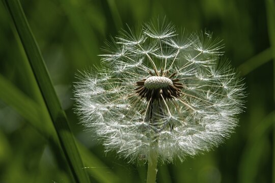 Common dandelion (Taraxacum officinale), dandelion, faded, seeds, Baden-W&uuml;rttemberg, Germany