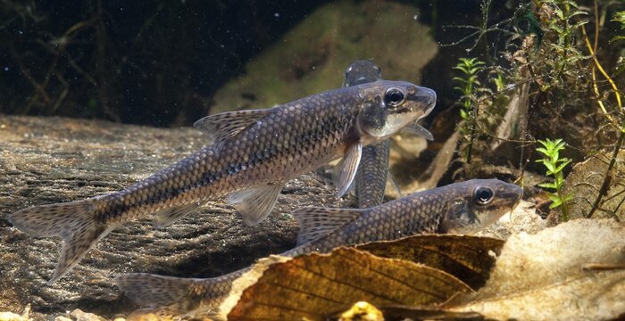 Gobio Gobio, Gr&uuml;ndling, Gudgeon, Cress, Fishes, Pisces