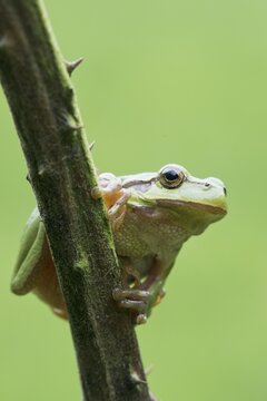 European tree frog (Hyla arborea), North Rhine-Westphalia, Germany
