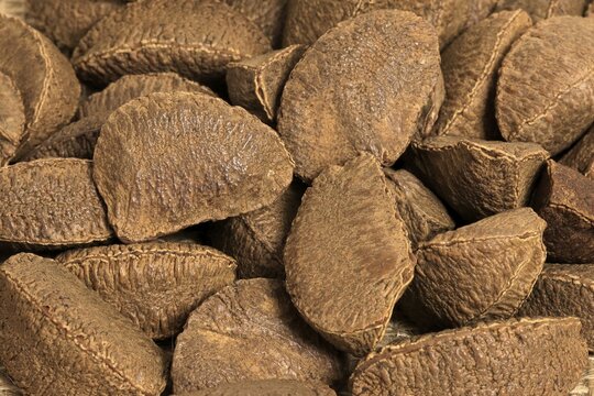 Brazil nut (Bertholletia excelsa), fruits, nuts, with shell, unshelled, Germany