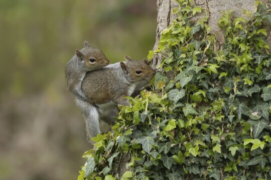 Grey squirrel (Sciurus carolinensis) two adult animals mating on a tree trunk, England, United Kingdom