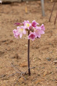 Belladonna lily (Amaryllis belladonna), true amaryllis, flowering, flower, Karoo Desert Botanic Garden, Worcester, Western Cape, South Africa, Africa, Germany