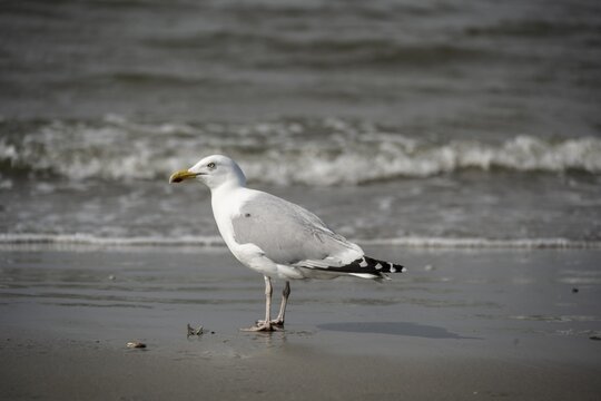 European herring gull (Larus argentatus) standing on the edge of the wave, Lower Saxony Wadden Sea, Juist Island, East Frisia, Lower Saxony, Germany