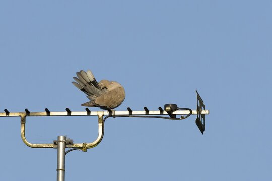 Collared dove (Streptopelia decaocto) adult bird preening on an urban house television aerial, England, United Kingdom