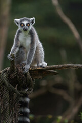 Fototapeta premium Ring tailed lemur