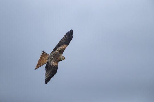Red kite (Milvus milvus) adult raptor bird of prey in flight, Wales, United Kingdom