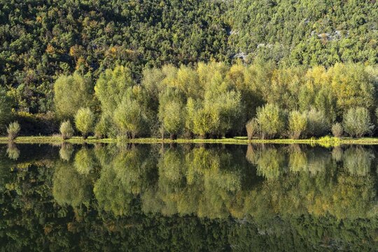 Forest on the river Crnojevic near Rijeka Crnojevica, Montenegro