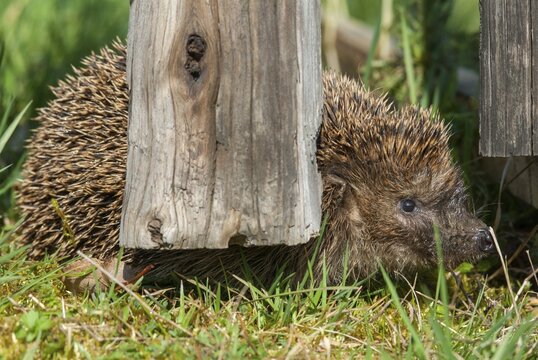 Erinaceus europaeus, hedgehog, insectivora, insectivora, insectivora, mammals, prickly, mammals