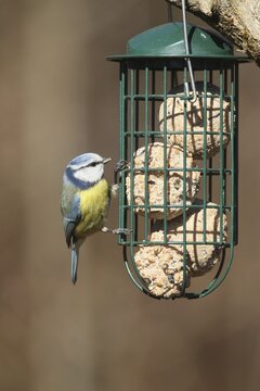 Blue tit (Cyanistes caeruleus) at the winter feeding site, Allg&auml;u, Bavaria, Germany