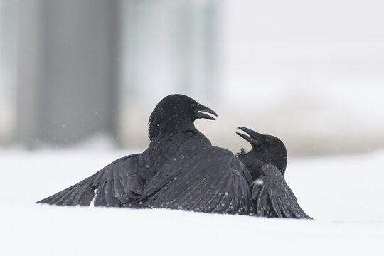 Two fighting crows (Corvus corone) in the snow, Hesse, Germany