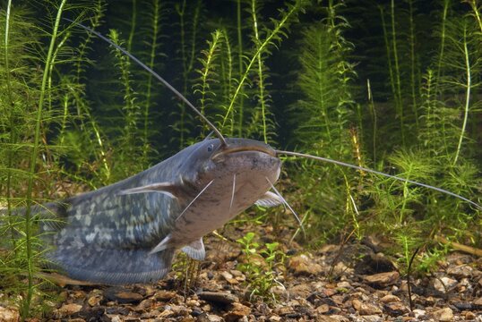 European catfish, river catfish, predatory fish, Sheidfish, Silurus glanis, catfish, fish, fishes, pisces, sheatfish, catfish
