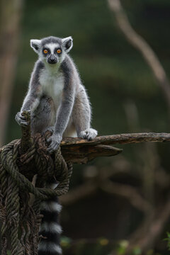 Ring tailed lemur