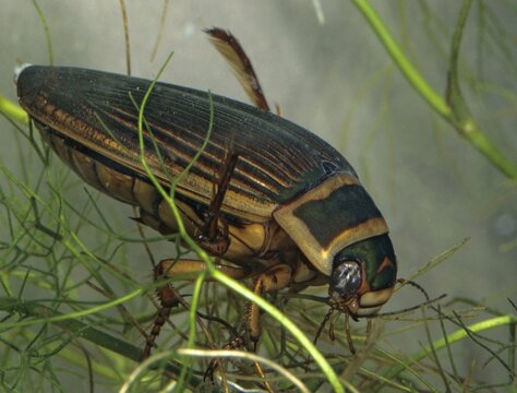 Dytiscus marginalis, yellow-burn beetle, great diving beetle, aquatic, beetle, female, insects, beetles, female