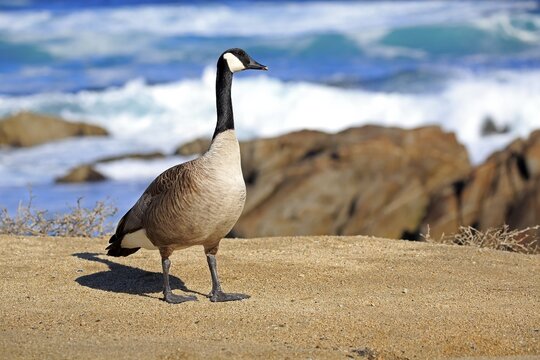 Canada goose (Branta canadensis), adult, standing on coast, California, USA