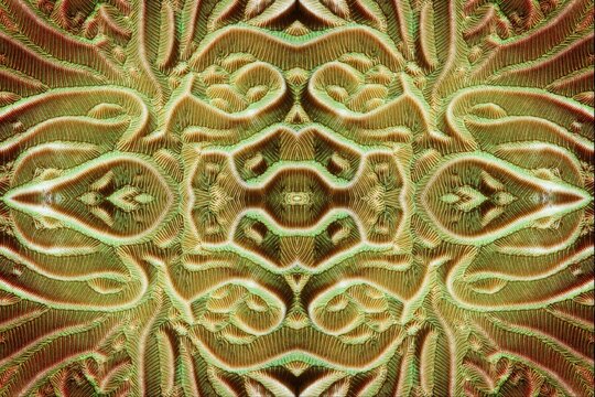 PHOTOMONTAGE, furrowed coral, hard coral (Pachyseris rugosa) Detail, graphic, Indian Ocean, Bali, Island, Lesser Sunda Islands, Indonesia