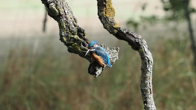 Common kingfisher (Alcedo atthis) perched on lichen-covered branch, turning head, feathers ruffling in wind, Richmond, London