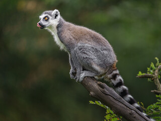 Fototapeta premium Ring tailed lemur