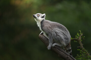Fototapeta premium Ring tailed lemur
