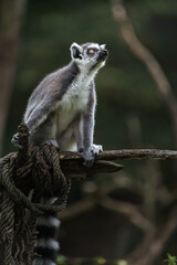 Fototapeta premium Ring tailed lemur