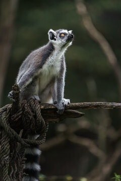 Ring tailed lemur