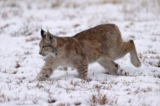 Eurasian lynx (Lynx lynx) in a snowy meadow, Czech Republic