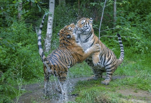 Siberian tiger (Panthera tigris altaica), two tigers fighting, captive, Germany