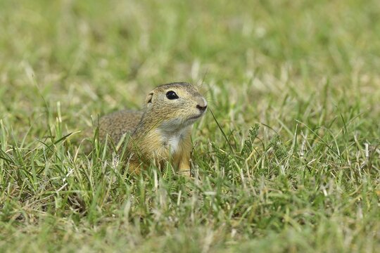 European ground squirrel (Spermophilus citellus) in a meadow, Burgenland Austria