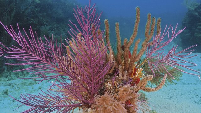 Lively, colourful coral formation with American gorgonian (Antillogorgia americana) under water with blue background. Dive site John Pennekamp Coral Reef State Park, Key Largo, Florida Keys, Florida, USA
