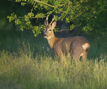 Roe deer (Capreolus capreolus), roebuck with beginning hair change standing in a meadow and looking attentively, wildlife, Thuringia, Germany