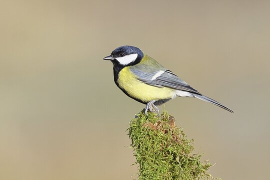Great Tit (Parus major), perched on a moss-covered branch, wildlife, animals, birds, tits, Wilnsdorf, North Rhine-Westphalia, Germany