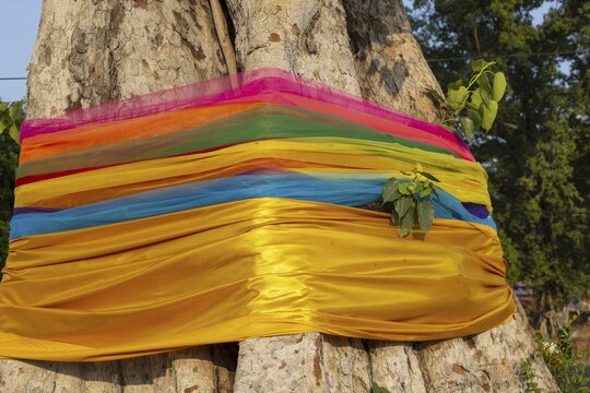 Sacred cloths wrapped around the root system of a strangler fig (Ficus religiosa), Ayutthaya, Thailand