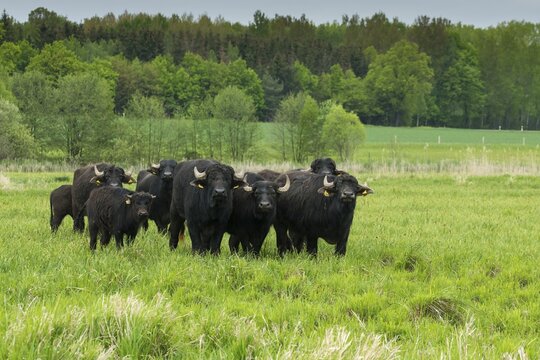 Artiodactyla, Bubalus Arnee, Even-Toed Ungulate, Frie&szlig;nitzer See, Germany, Greiz, Pairhoofes, Thuringia, Water Buffalo, Grazing, Domesticated Animals, Extensive Grazing, Grazing, Pets, Mammals, Vogtland