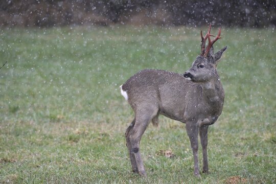 Roe deer (Capreolus capreolus) buck with freshly swept, still red antlers in the meadow during snowfall, Allg&auml;u, Bavaria, Germany, Allg&auml;u, Bavaria, Germany