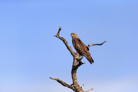 Steppe buzzard (Buteo buteo), adult, on the lookout, Sabi Sand Game Reserve, Kruger National Park, South Africa