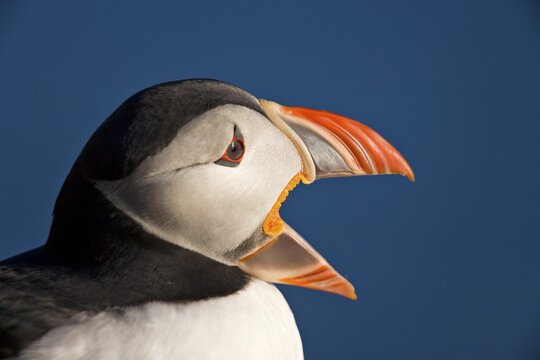 Atlantic Puffin (Fratercula arctica), Latrabjarg, Westfjords, Iceland, Atlantic Ocean