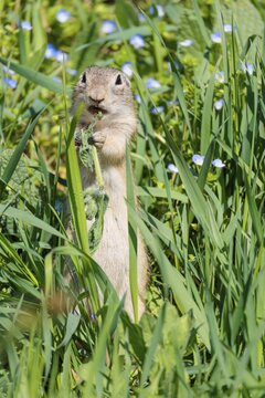 A fully grown European ground squirrel (Spermophilus citellus) eats leaves and flowers in a green meadow with tall vegetation on a sunny day. Austria